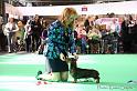 Crufts2011_2 926